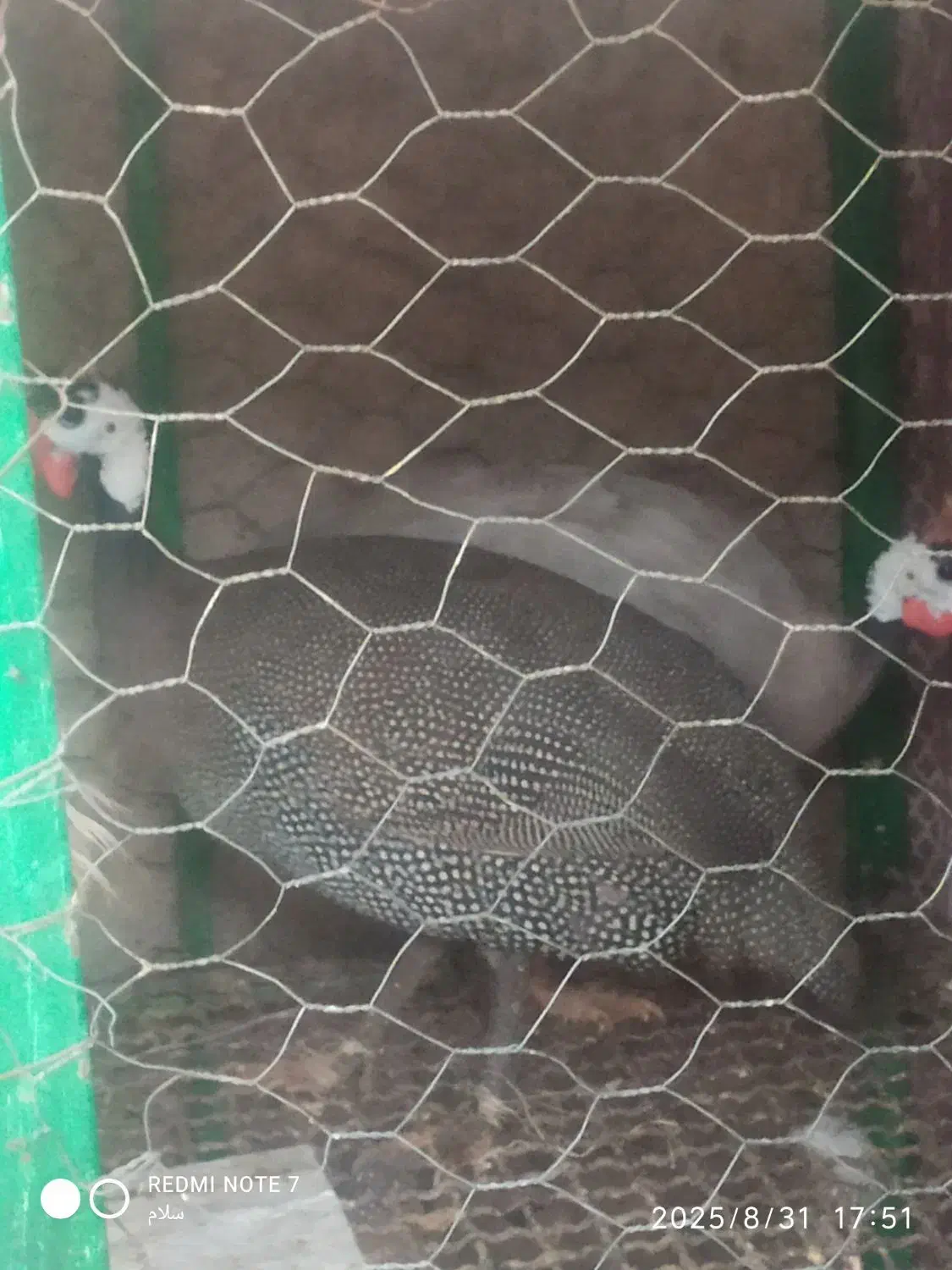 دوعدد مرغ شاخ دار|حیوانات مزرعه|سبزوار, امیر کبیر|دیوار