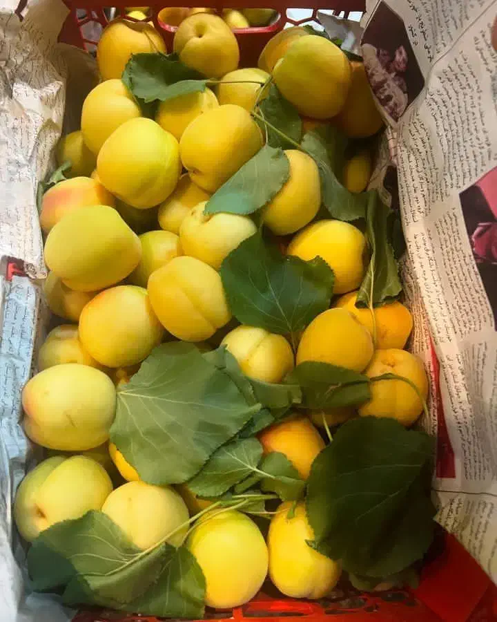 شراکت در میدان میوه تره بار|استخدام مالی، حسابداری، حقوقی|شیراز, احمدآباد|دیوار