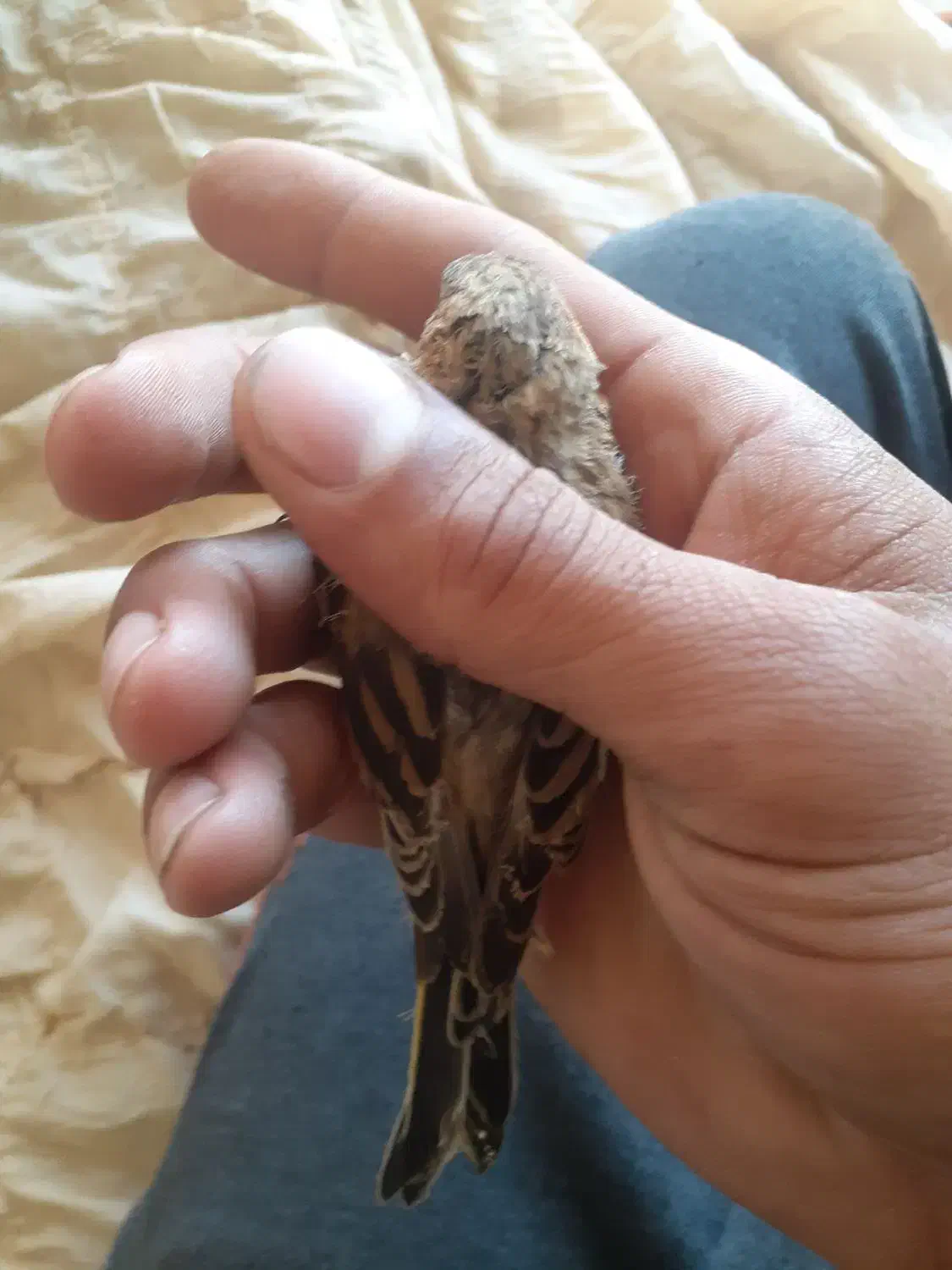 جوجه گلبسر.سهره.جوجه سهره.گلبسرنر.گلبسر ماده پرنده|پرنده|فیروزکوه, |دیوار