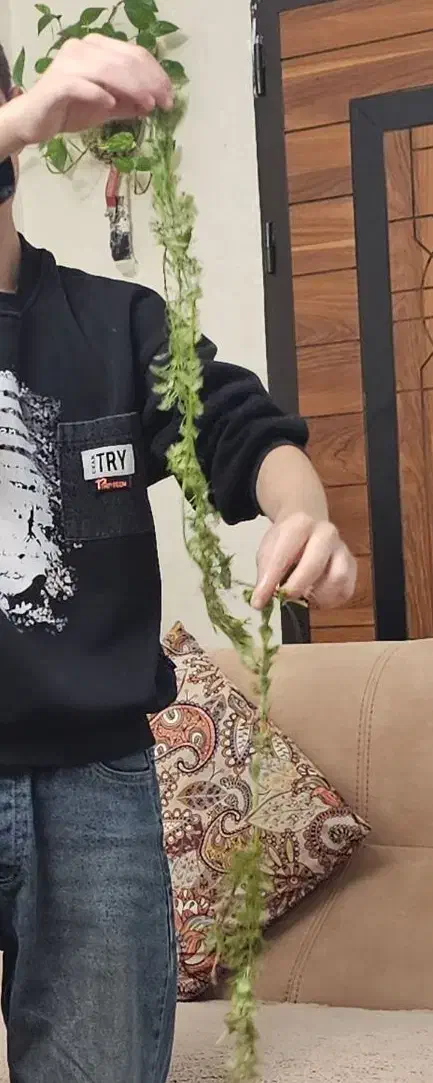 گیاه شیویدی|ماهی|فردیس, قریشی|دیوار