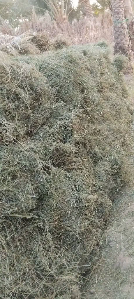 بیده قالبی|خدمات باغبانی و درختکاری|جیرفت, |دیوار