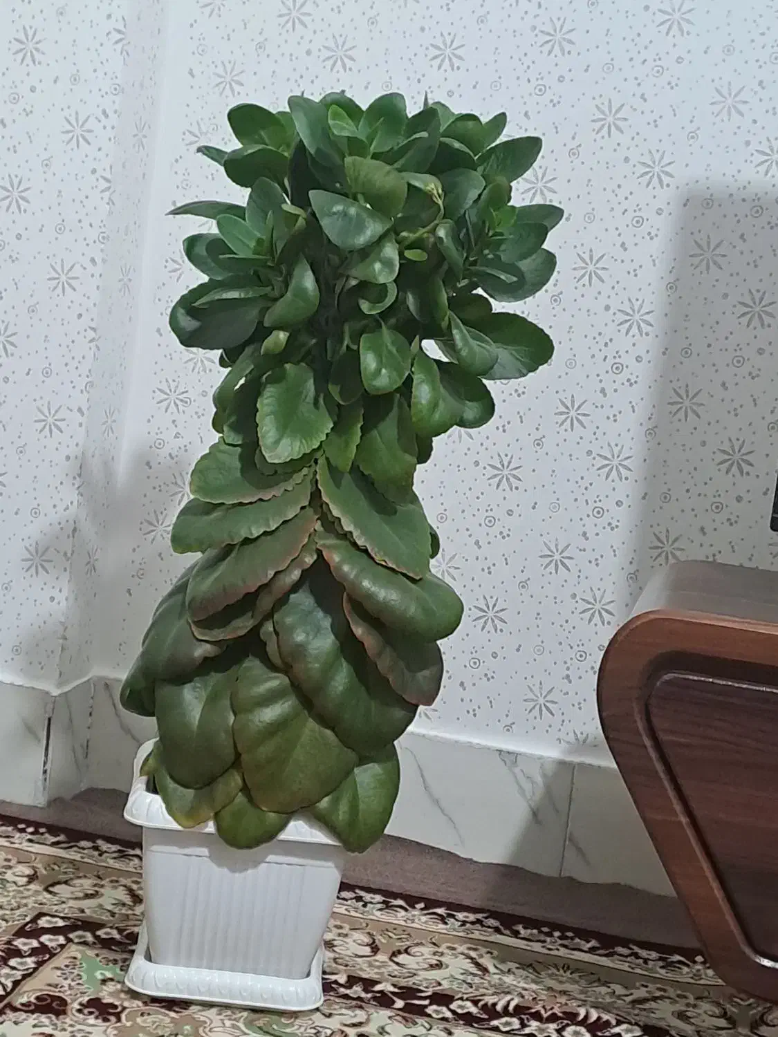 گل قاشقی خوشکل و جوان با یه متر قد ۷۰۰ هزار|گل و گیاه طبیعی|سنندج, |دیوار