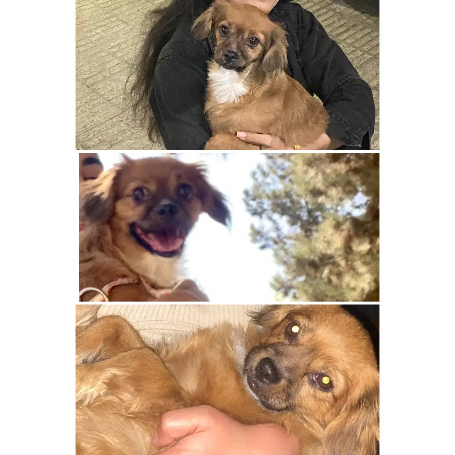 مژدگانی یابنده سگ نر شیتزو اشپتیز|حیوانات|بومهن, |دیوار