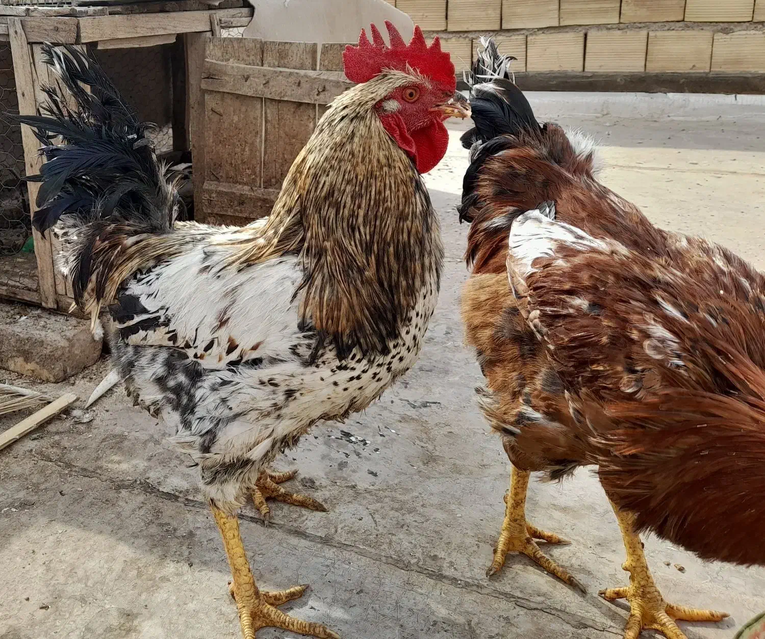 خروس|حیوانات مزرعه|حمیدیا, |دیوار