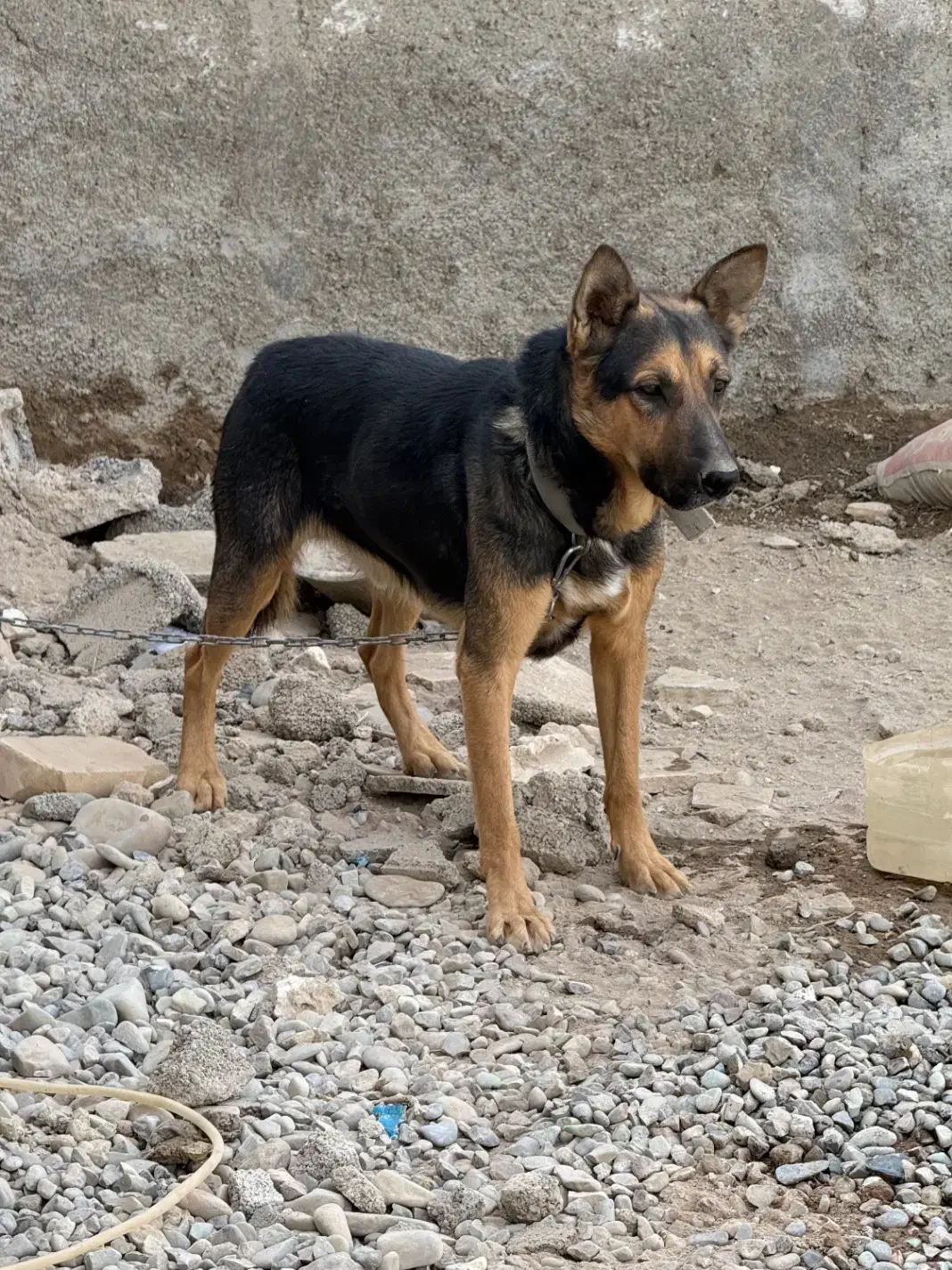 سگ ژرمن نگهبان|سگ|پاکدشت, کبودگنبد|دیوار