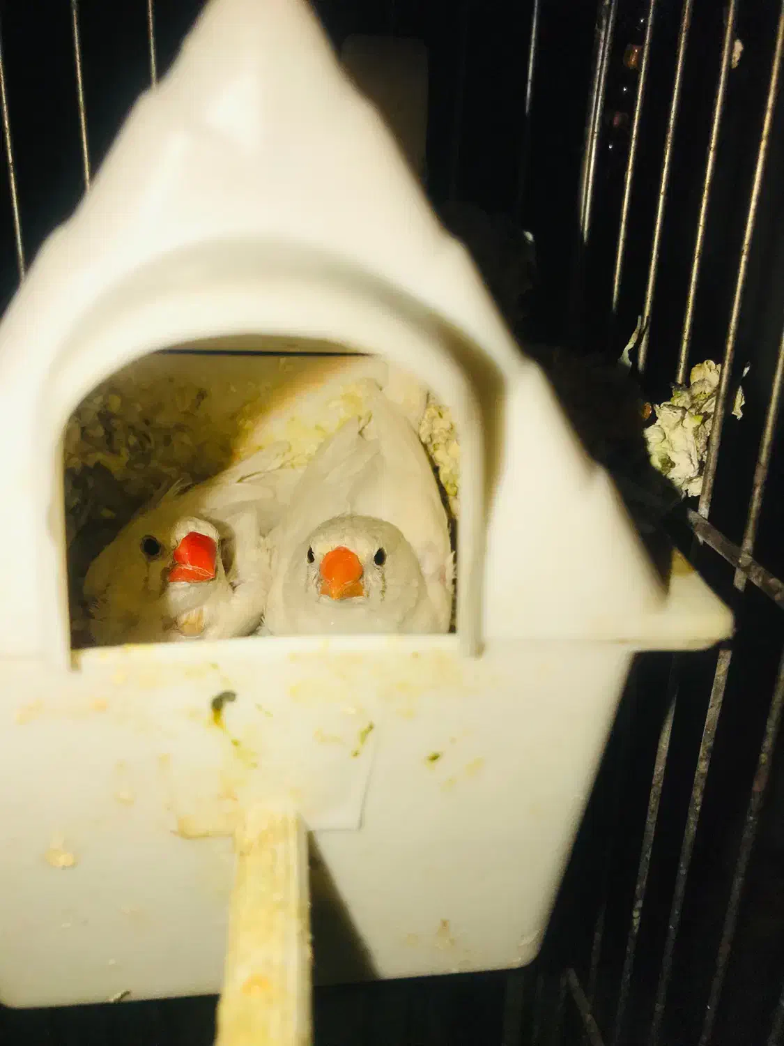 فنچ مولد|پرنده|محمدشهر, شهرک پیام (مهرالبرز)|دیوار