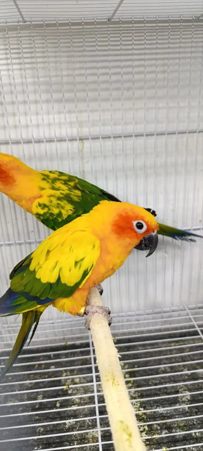 انواع پرنده گرینچیک، خورشیدی، عروس، قناری، فنچ|پرنده|بیرجند, |دیوار