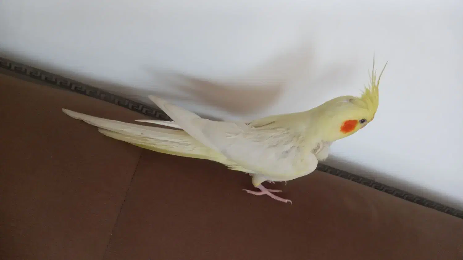 عروس  هلندی|پرنده|نرماشیر, |دیوار