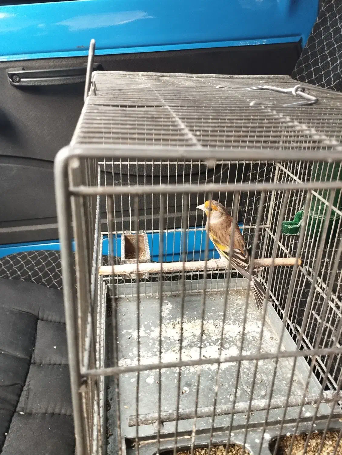 سهره نشوندار و سهره قناری دهن دار عربده کش|پرنده|ری, دولت‌آباد|دیوار