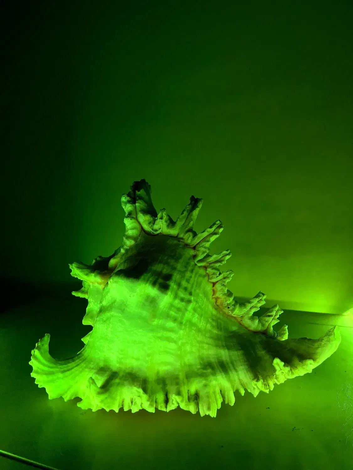 صدف مورکس خاص و کلکسیونی|کلکسیون اشیاء عتیقه|ری, ظهیرآباد|دیوار