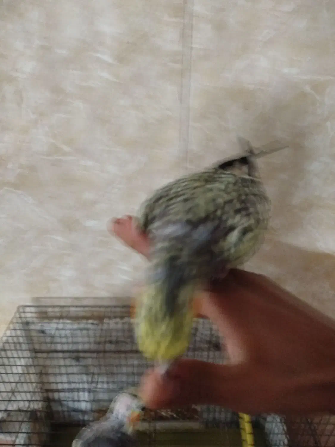 عروس هلندی|پرنده|زارچ, |دیوار