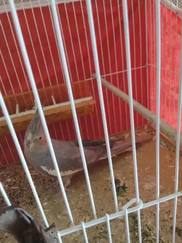 عروس هلندی سینامون|پرنده|شیراز, شهرک صنعتی شیراز|دیوار