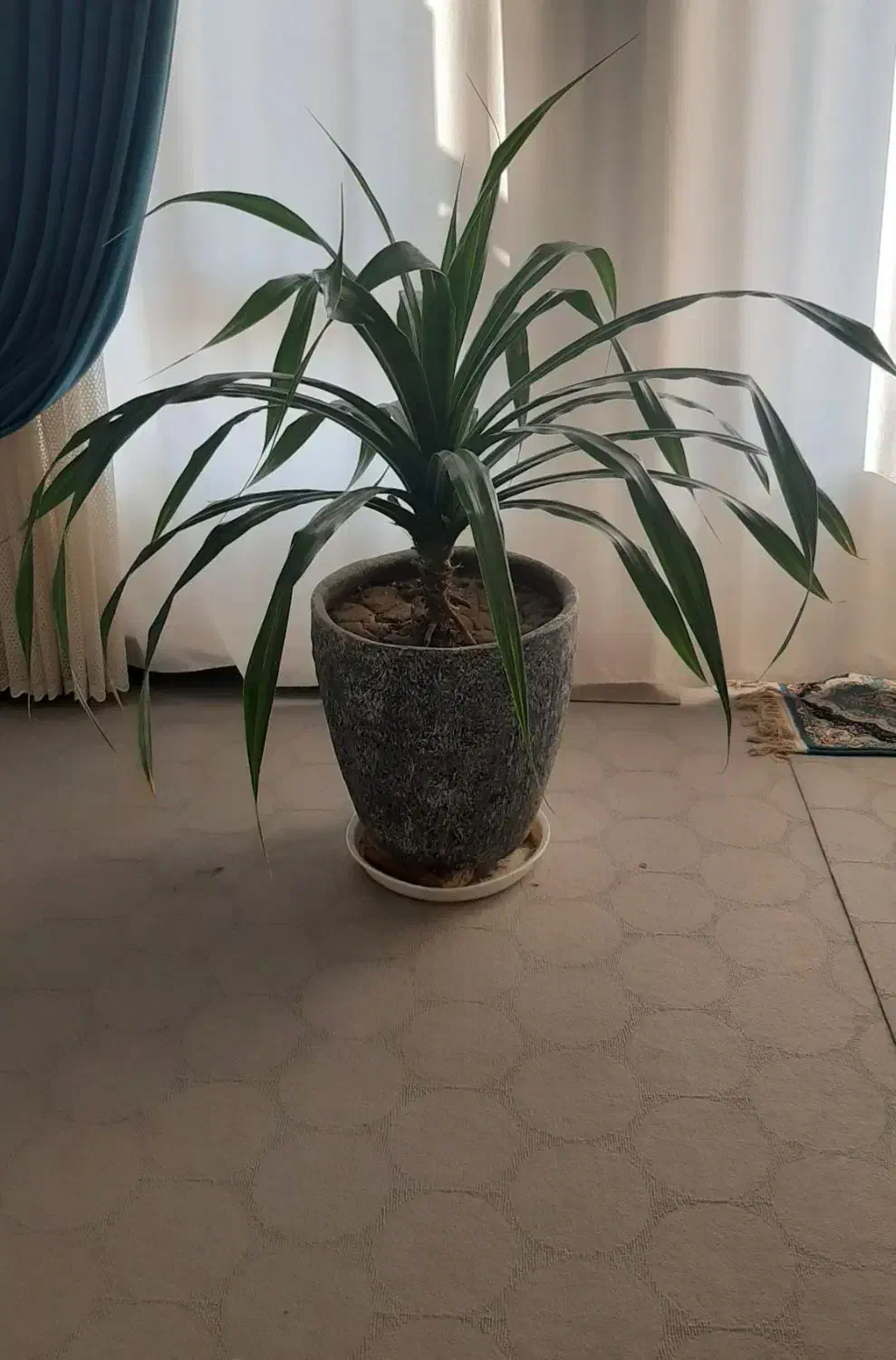 گل پاندانوس|گل و گیاه طبیعی|فولادشهر, A4|دیوار