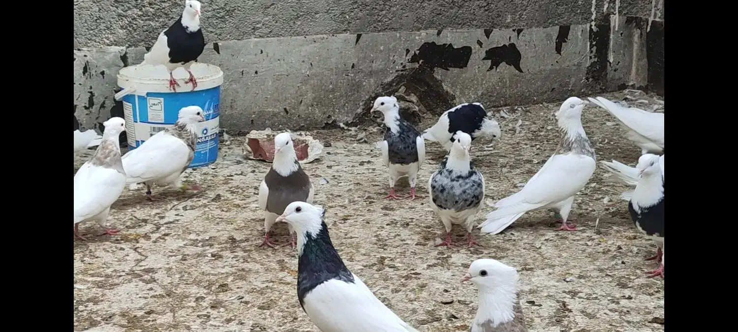 فروش طوقی سالم وسرحال|پرنده|بندر ماهشهر, |دیوار