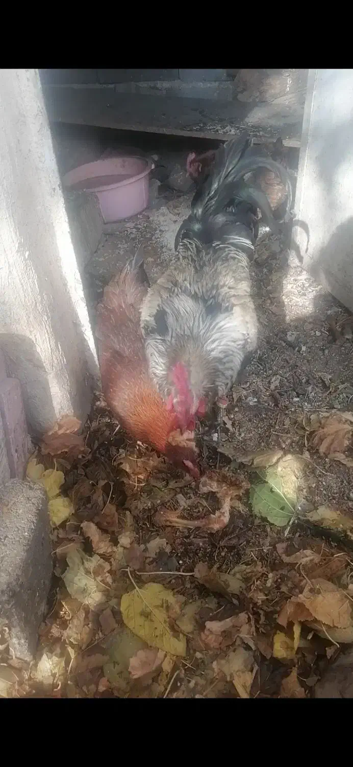 خروس محلی اصل|حیوانات مزرعه|مرودشت, مسجد رسول‎|دیوار