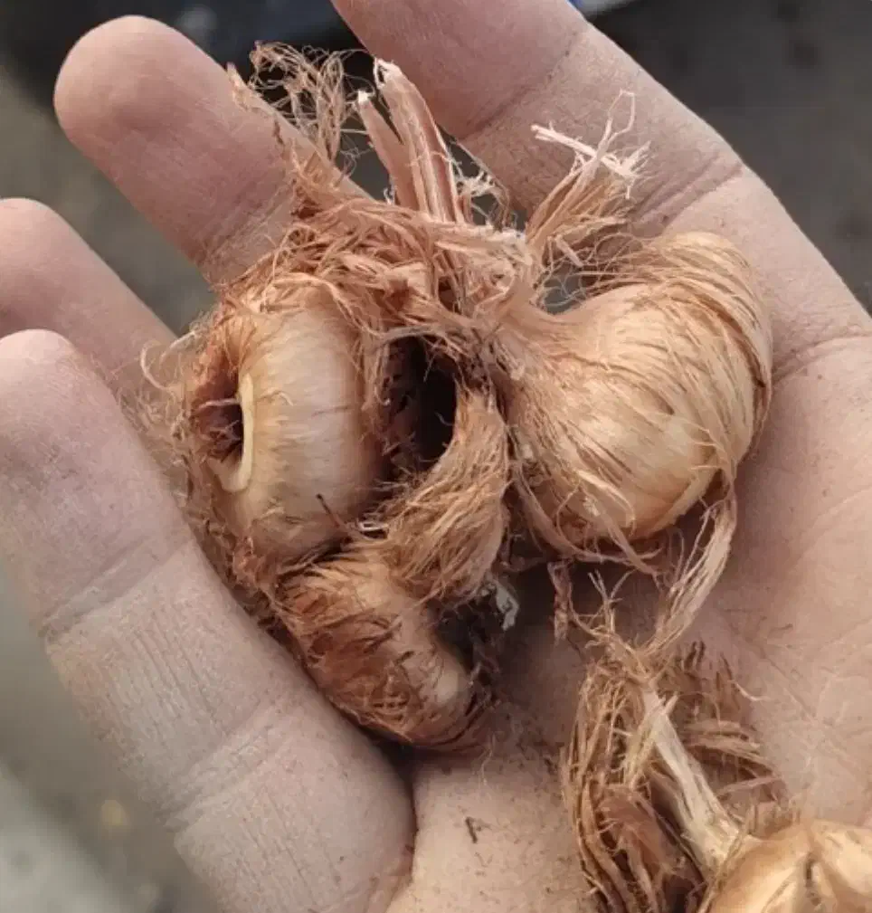 پیاز زعفران|گل و گیاه طبیعی|هشتگرد, هشتگرد قدیم|دیوار