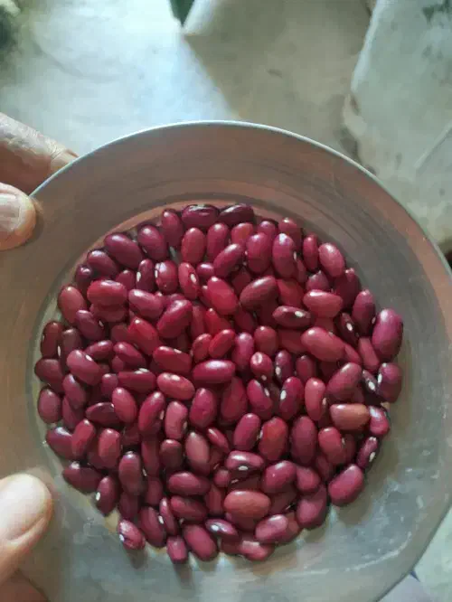 لوبیا قرمز امسالی|خوردنی و آشامیدنی|داران, |دیوار