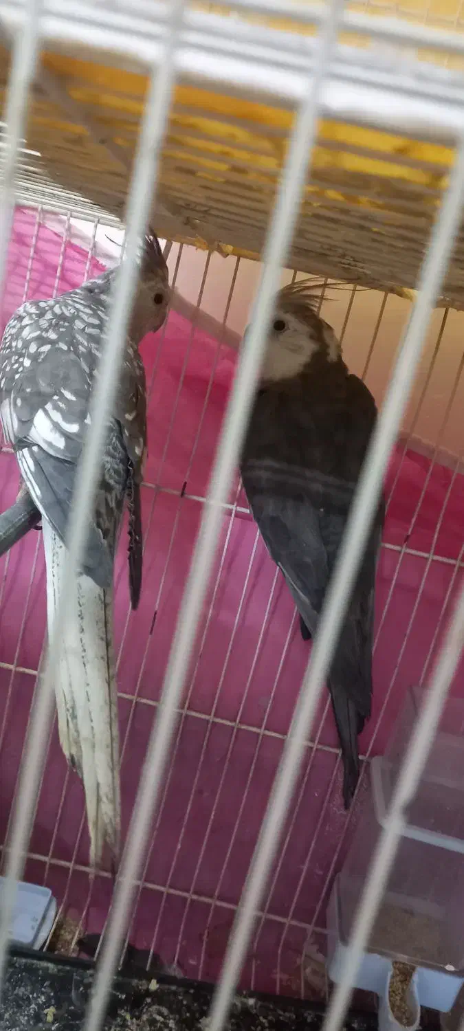 فروش یک جفت عروس هلندی|پرنده|گلبهار, شهر جدید گلبهار|دیوار