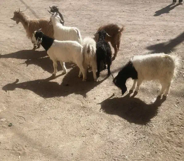 بزغاله نر ۲۷۵ بزغاله ماده ۲۴۵|حیوانات مزرعه|بیرجند, |دیوار