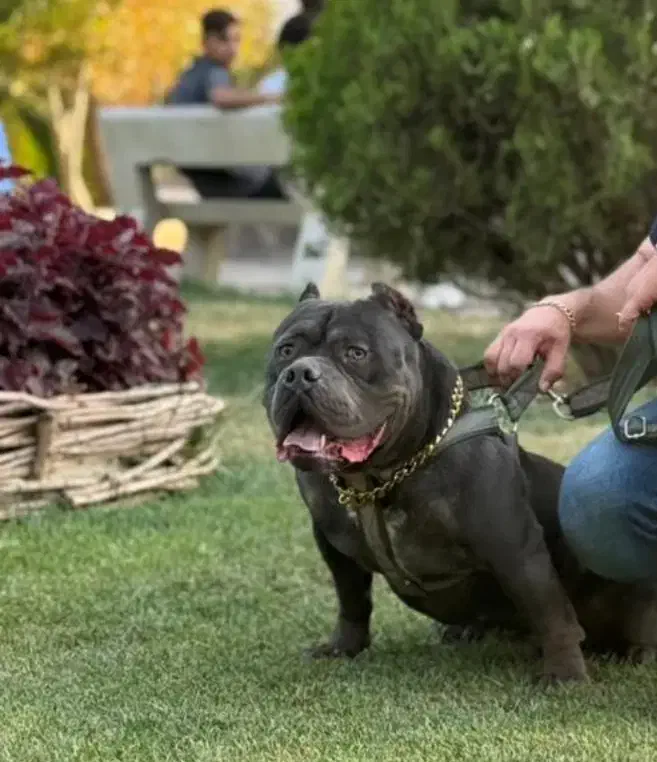 توله امریکن بولی سایز پوکت|سگ|صفادشت, |دیوار