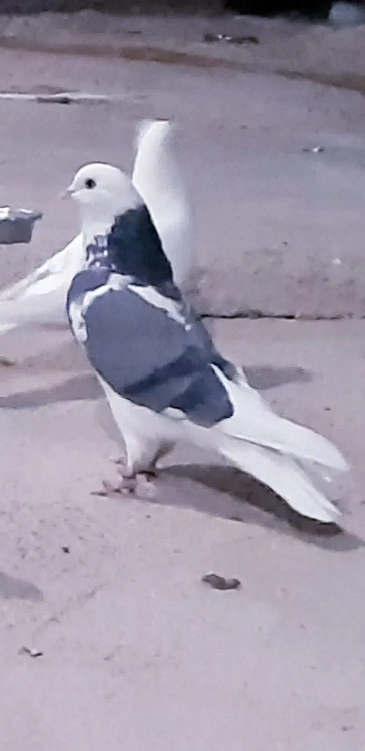 کبوتر زوردار|پرنده|کرمانشاه, |دیوار