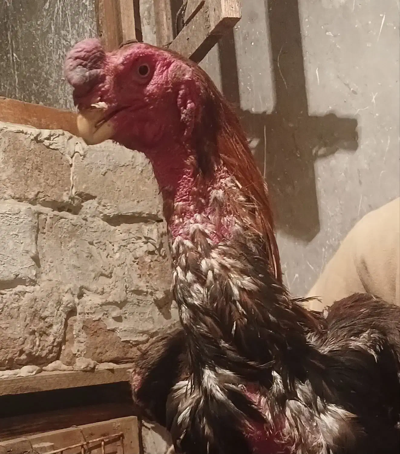 لاری هندی|حیوانات مزرعه|تهران, دانشگاه شریف|دیوار