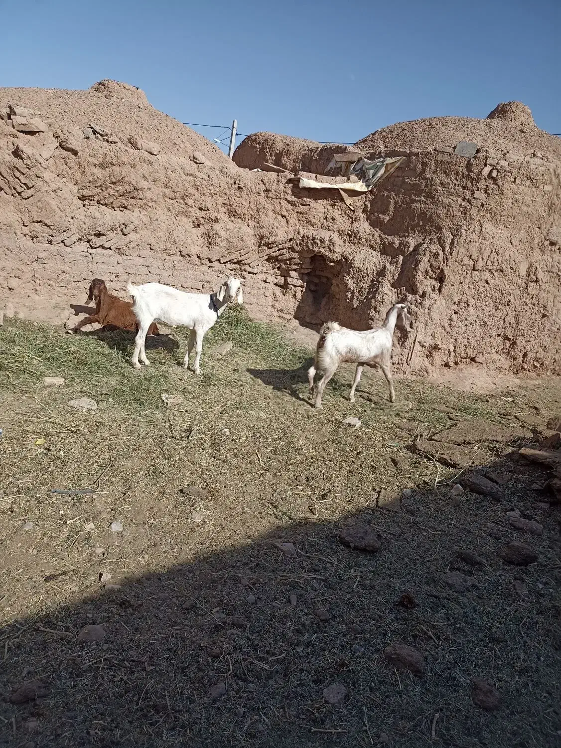 کولار سانن|حیوانات مزرعه|قائن, |دیوار