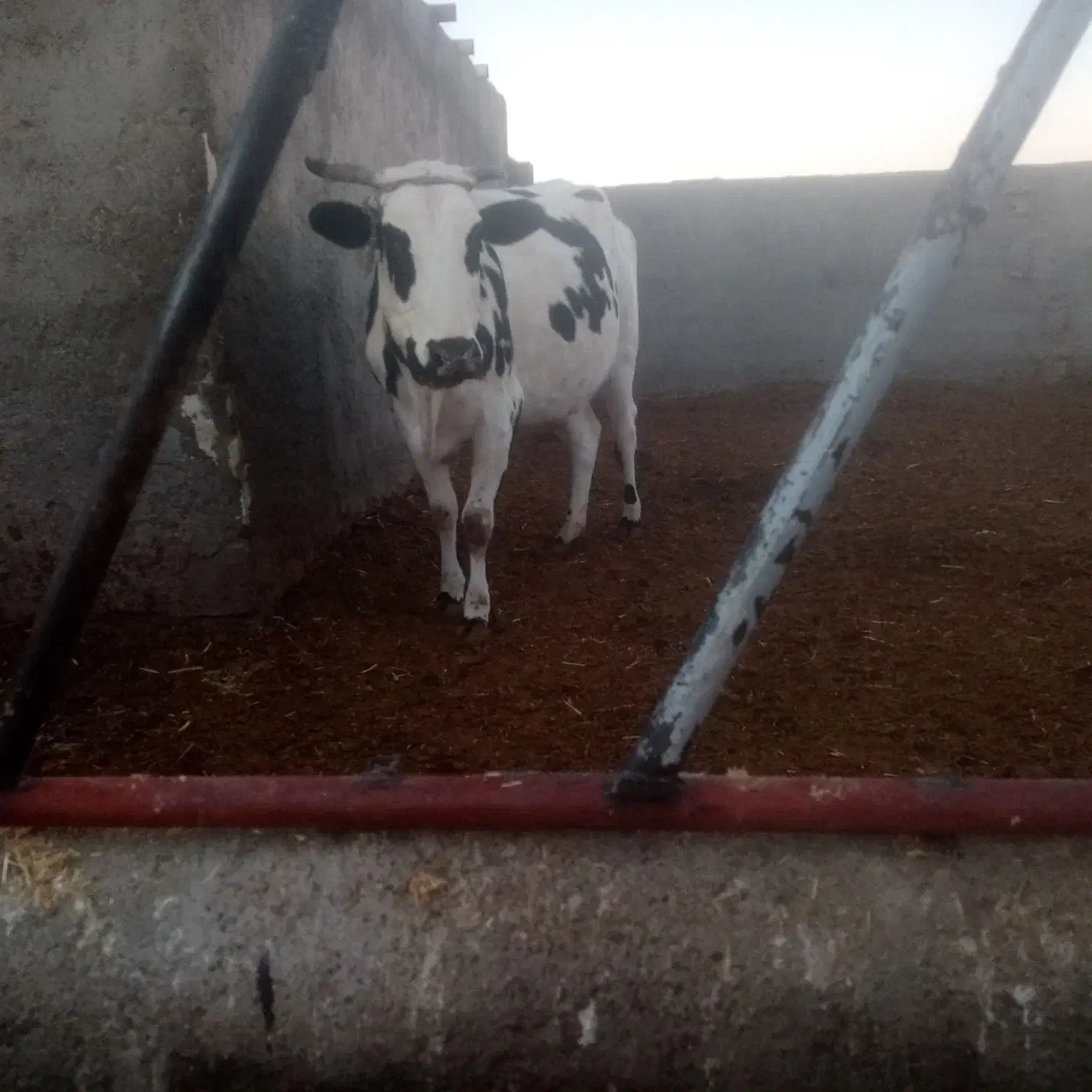 گاووگوساله رگایی|حیوانات مزرعه|زیرکوه, |دیوار