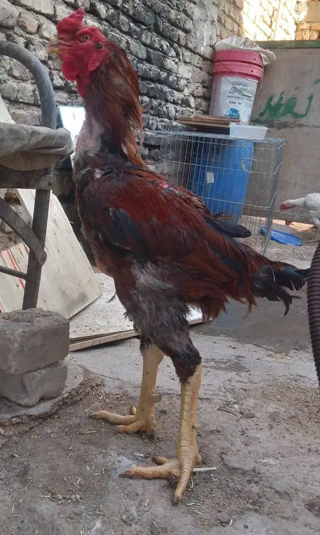 مرغ و خروس لاری|حیوانات مزرعه|رباطکریم, رباطکریم|دیوار