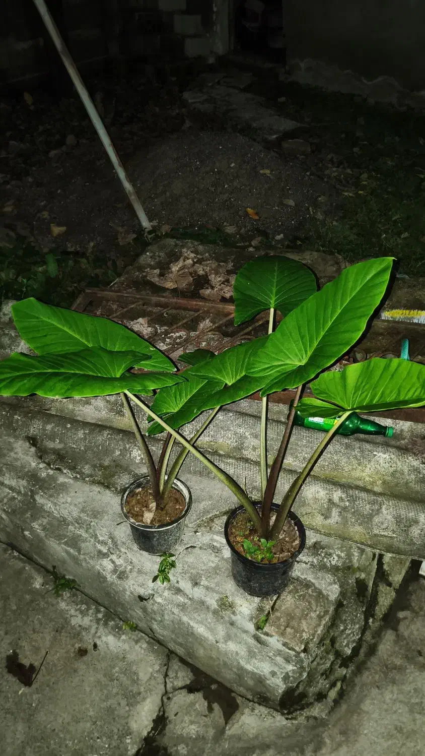 بابا آدم|گل و گیاه طبیعی|پردیس, فاز ۲|دیوار