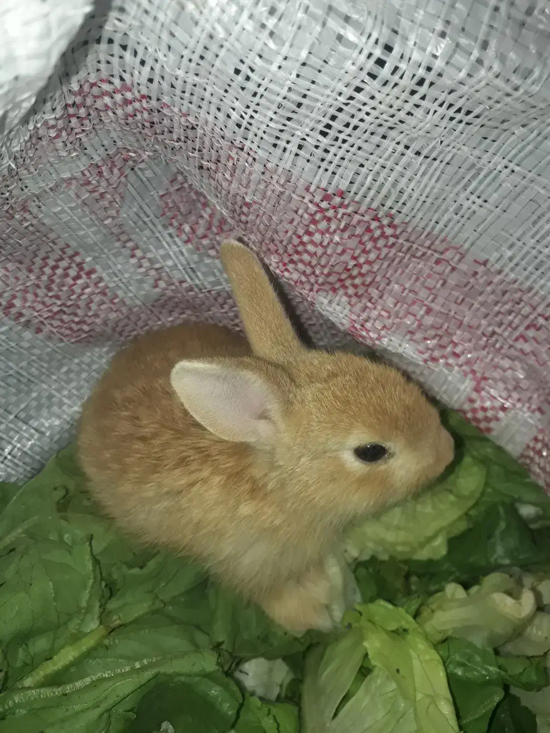 خرگوش|موش و خرگوش|رامهرمز, |دیوار