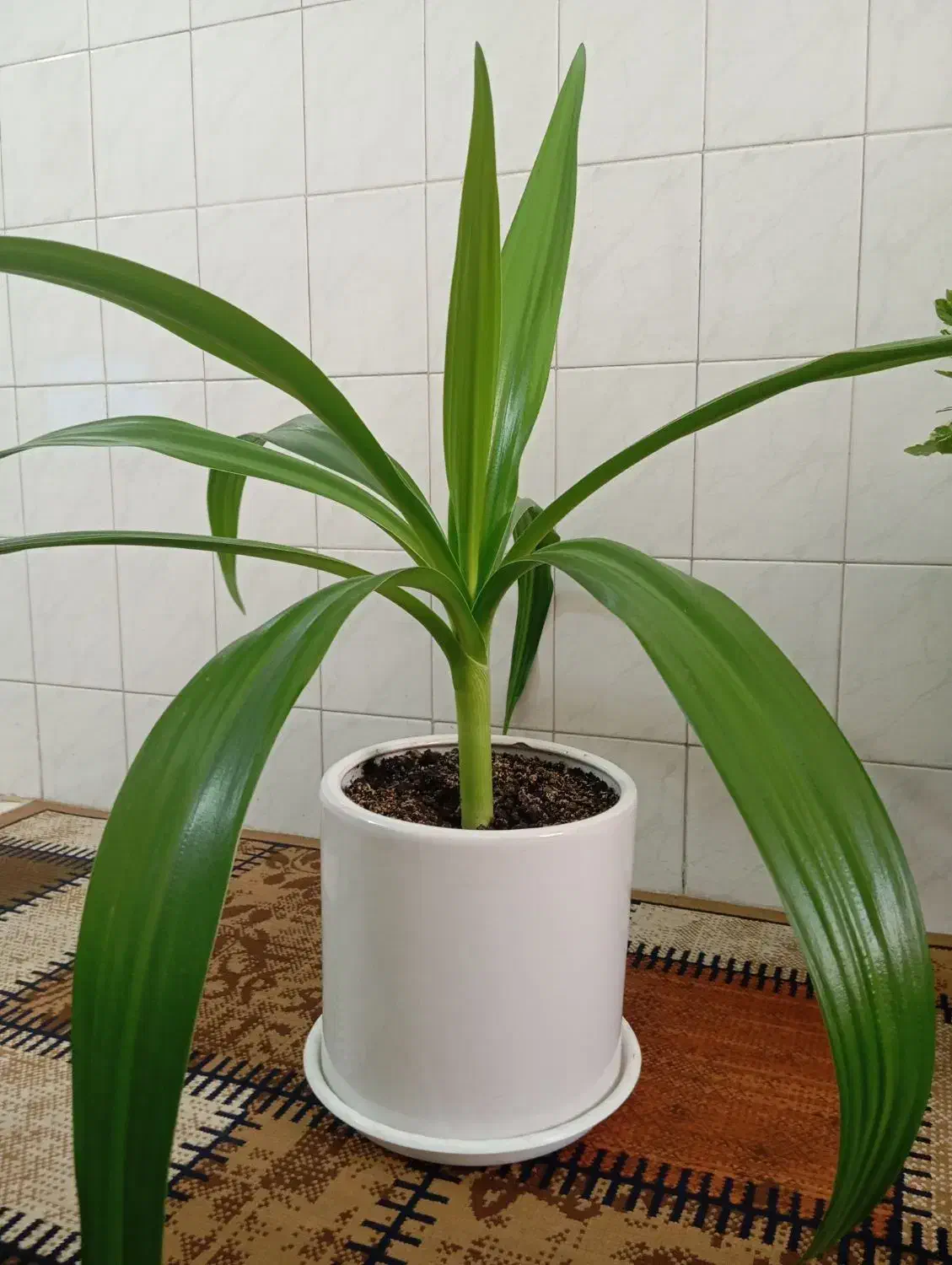 4 عدد گل زیبا ارزان|گل و گیاه طبیعی|شهرکرد, |دیوار