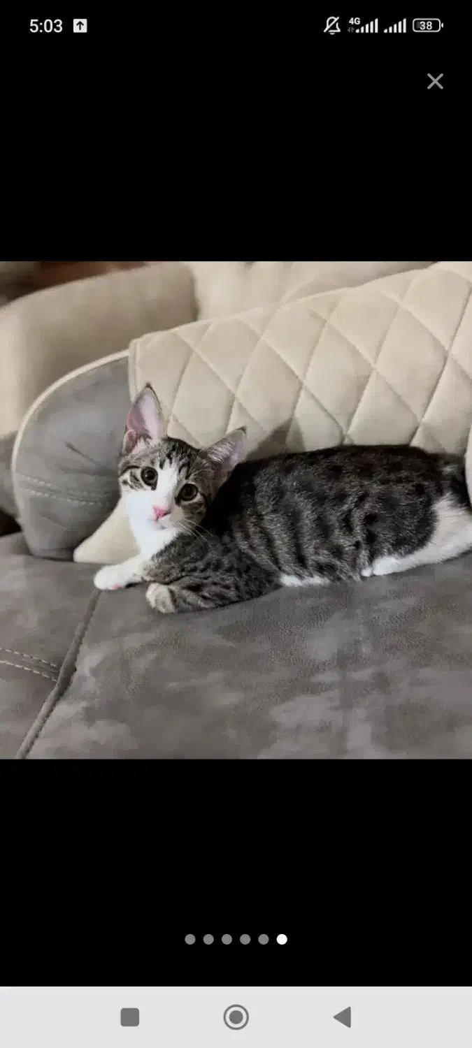 گمشده گربه نر ۷ ماهه در مرند|گربه|مرند, |دیوار