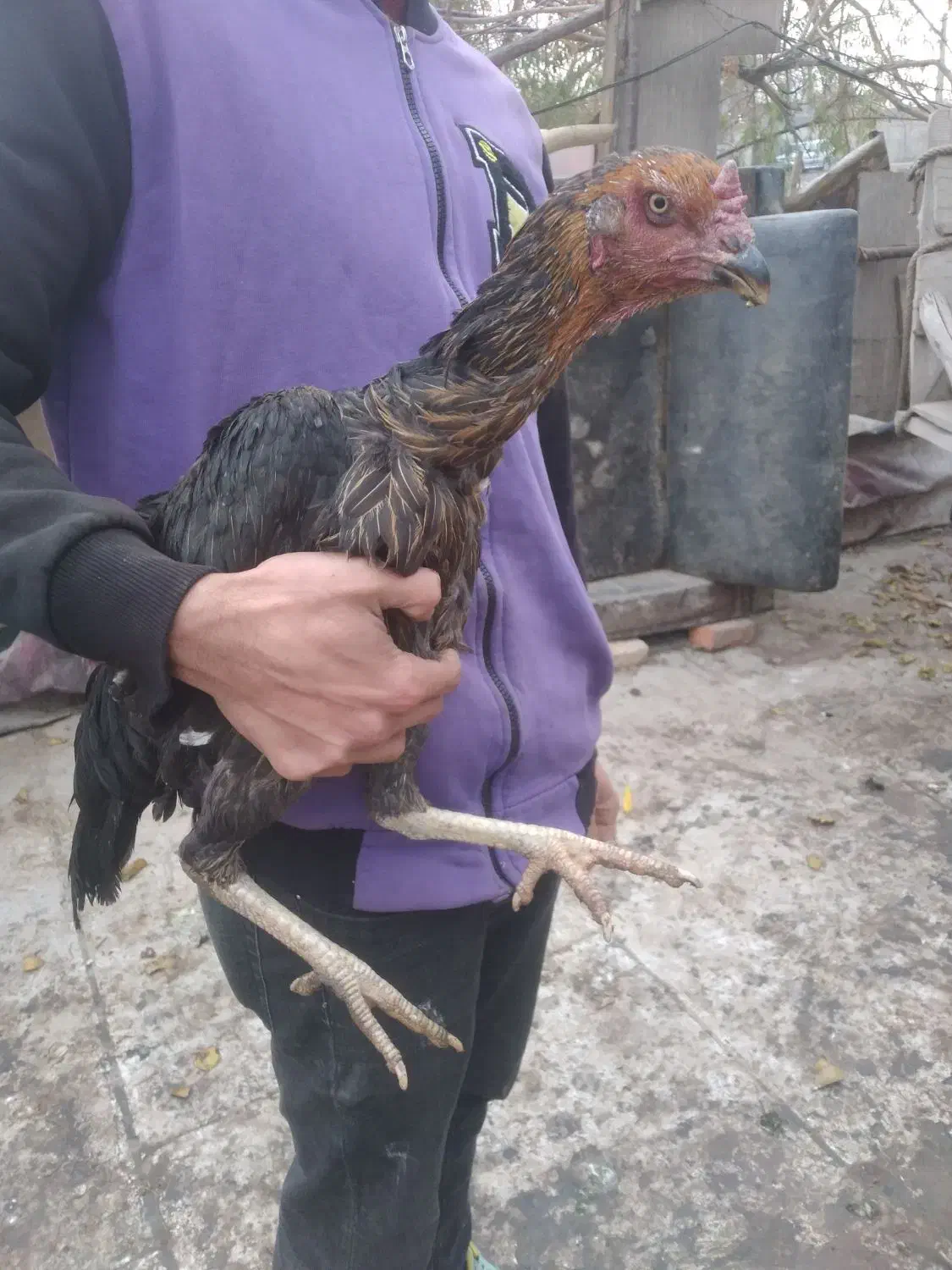 مرغ وخروس لاری|حیوانات مزرعه|تهران, سعیدآباد|دیوار