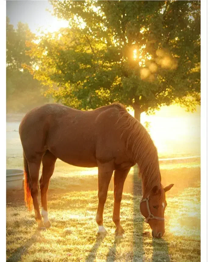 پانسیون ونگهداری ازاسب|اسب و تجهیزات اسب‌سواری|شاندیز, |دیوار