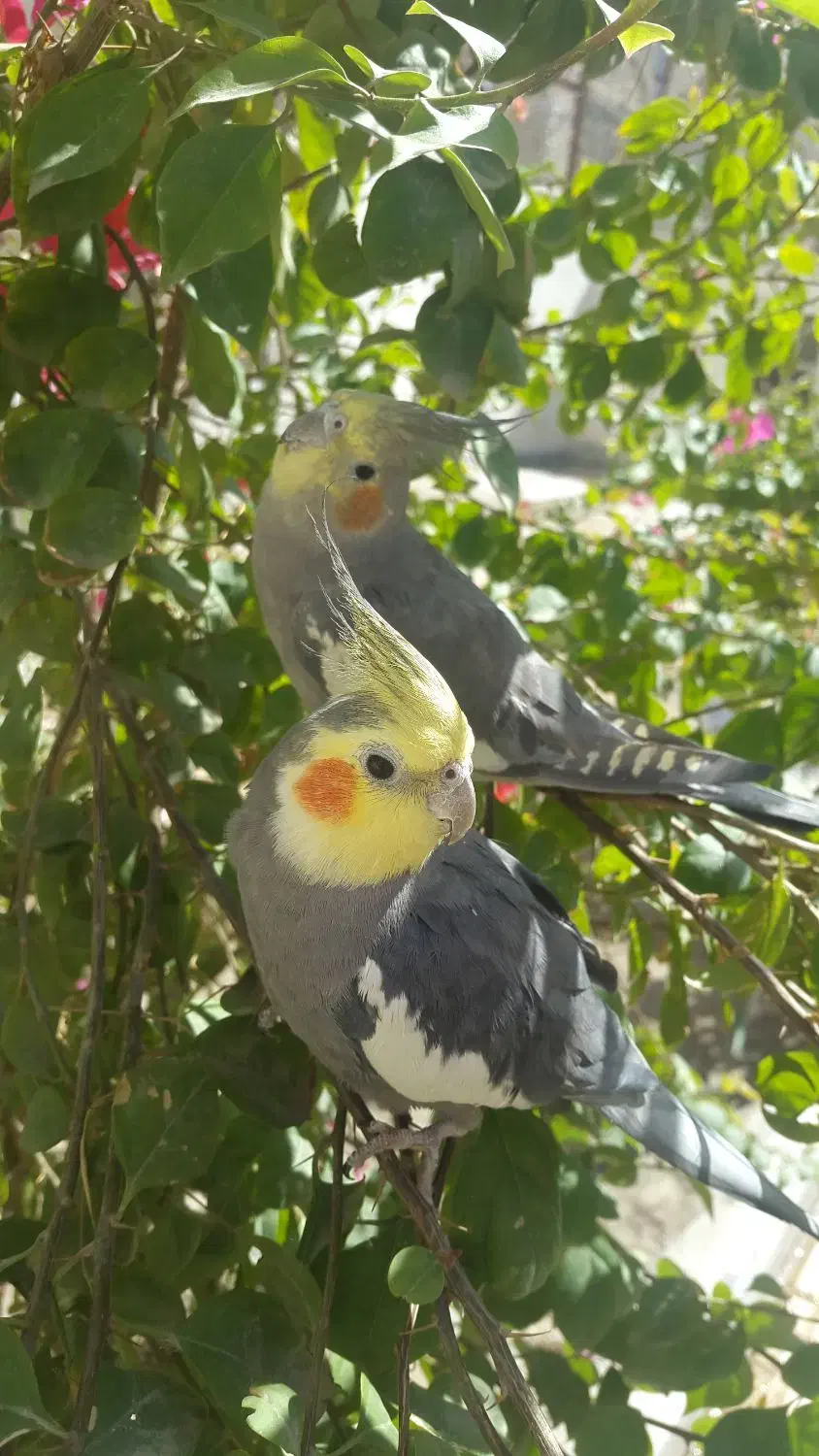 فروش ۵ عروس هلندی خونگی|پرنده|زابل, |دیوار