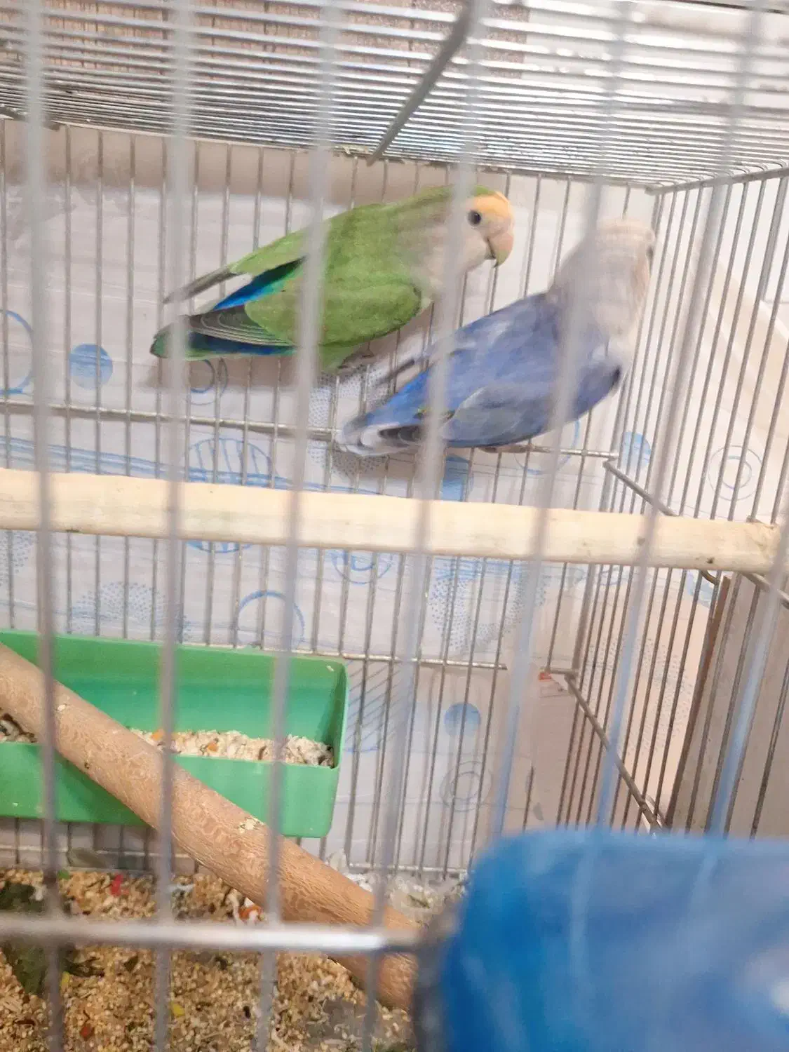 طوطی برزیلی مولد|پرنده|ارومیه, |دیوار