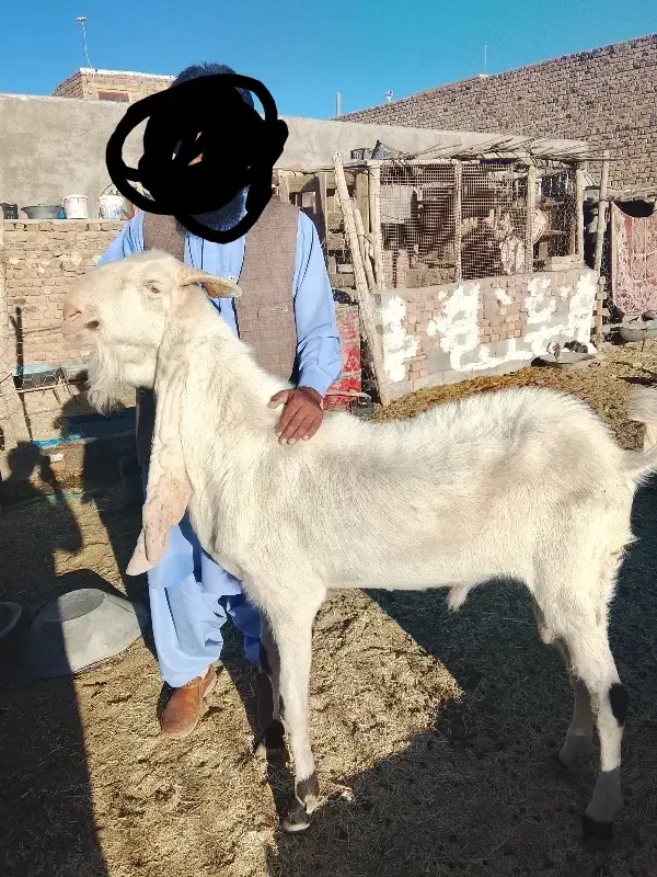 بز نر نژاد گلابی|حیوانات مزرعه|خاش, |دیوار