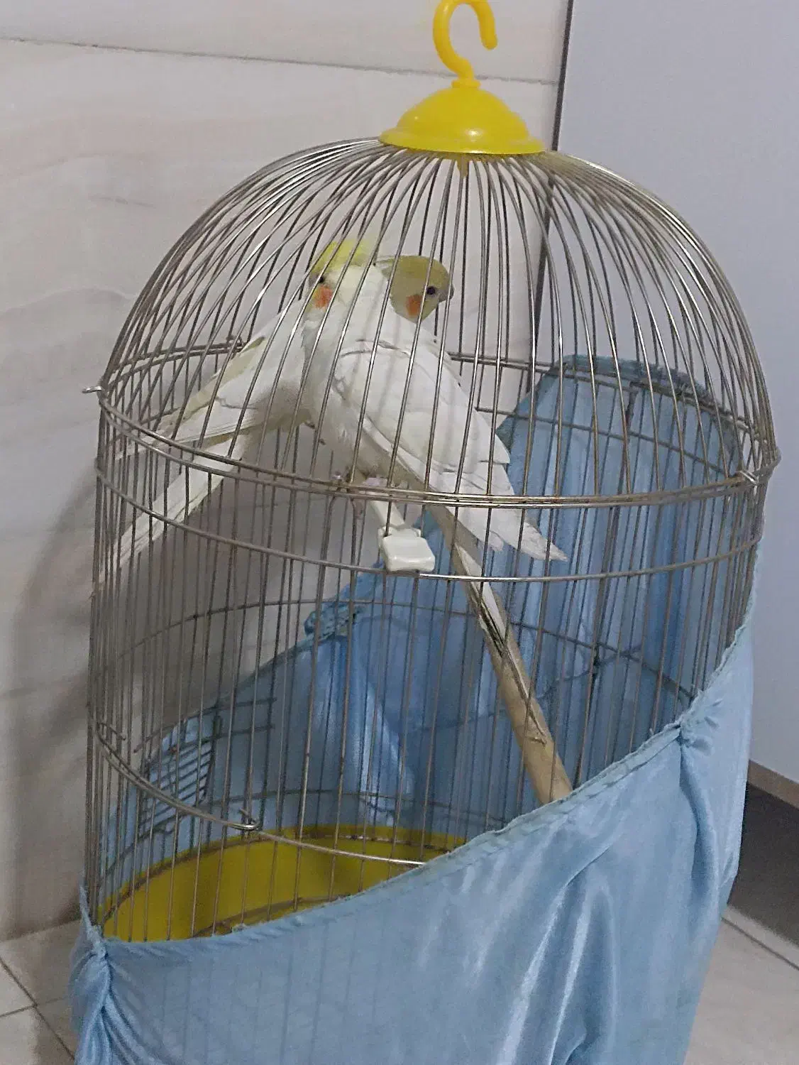 عروس هلندی بازی گوش وسخنگو|پرنده|صباشهر, |دیوار