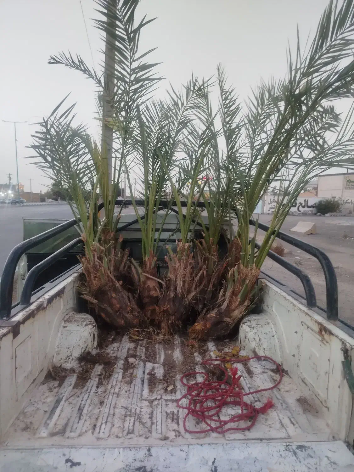 فروش پاجوش و نخل بزرگ|خدمات باغبانی و درختکاری|آران و بیدگل, |دیوار