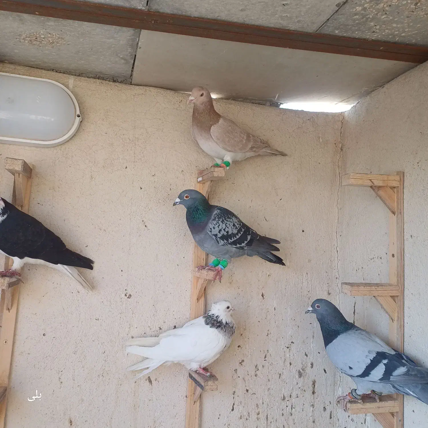 ۸تا صید قلدر|پرنده|مشهد, موسوی قوچانی|دیوار