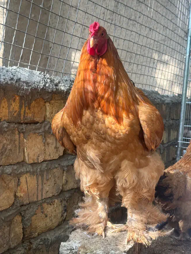 جوجه برهما زینتی|حیوانات مزرعه|اصفهان, ارغوانیه|دیوار