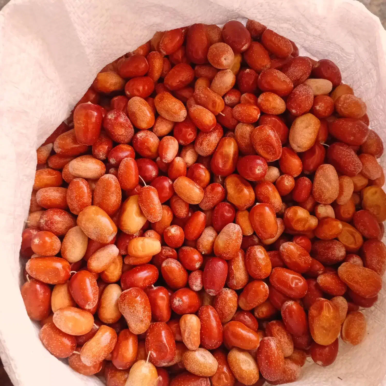 سنجد تازه فروش یکجا|حراج|خرمدره, |دیوار