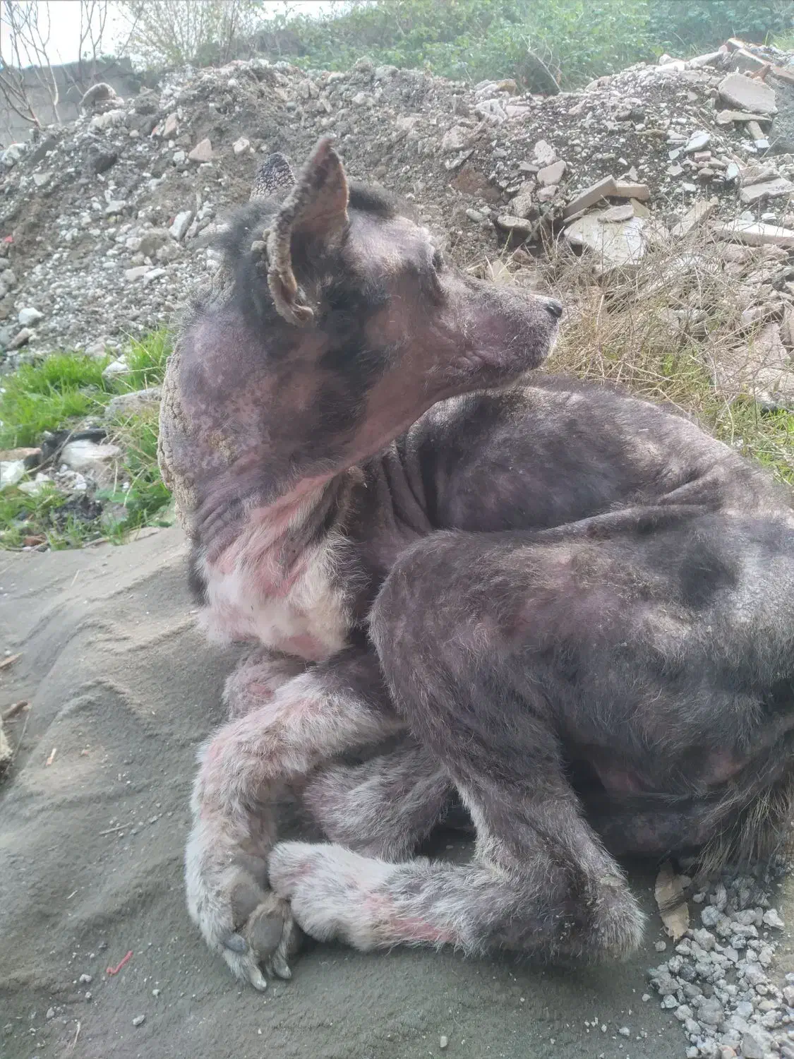 سگ بومی|حیوانات|رشت, ولکس|دیوار