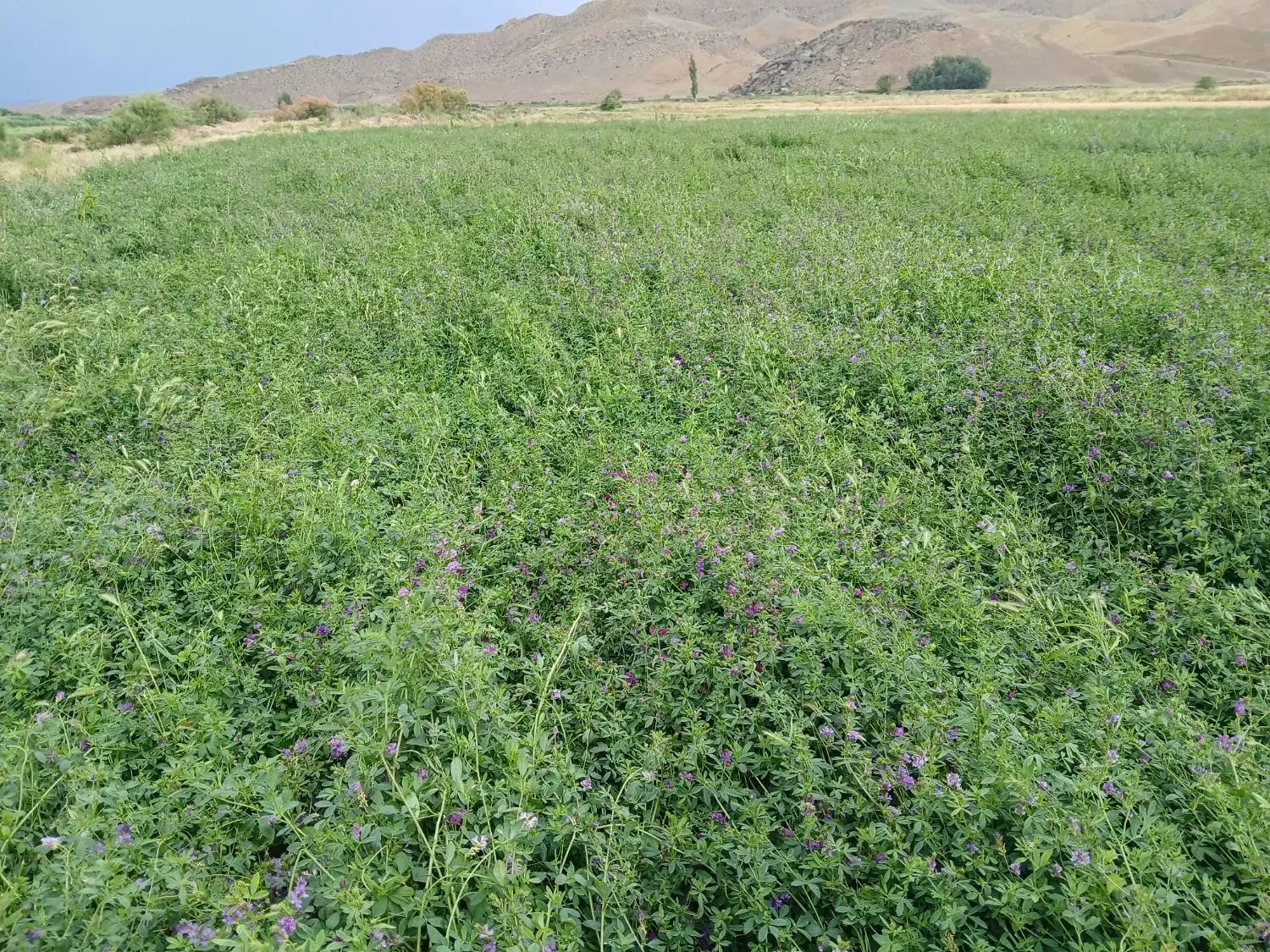 یونجه پرس شده چین دوم|خدمات باغبانی و درختکاری|دره رود, |دیوار