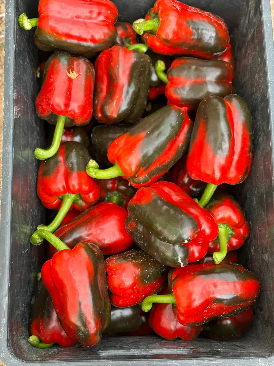 فروشگاه کشاورزی|خدمات باغبانی و درختکاری|شیراز, شهرک بهار|دیوار