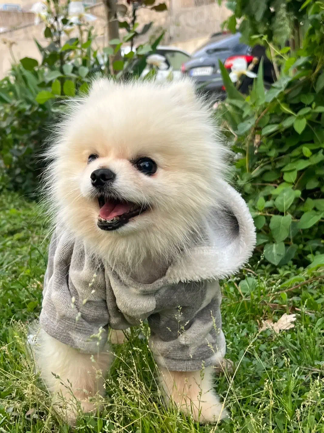 سگ پامر خرسی|سگ|کرج, مصباح|دیوار