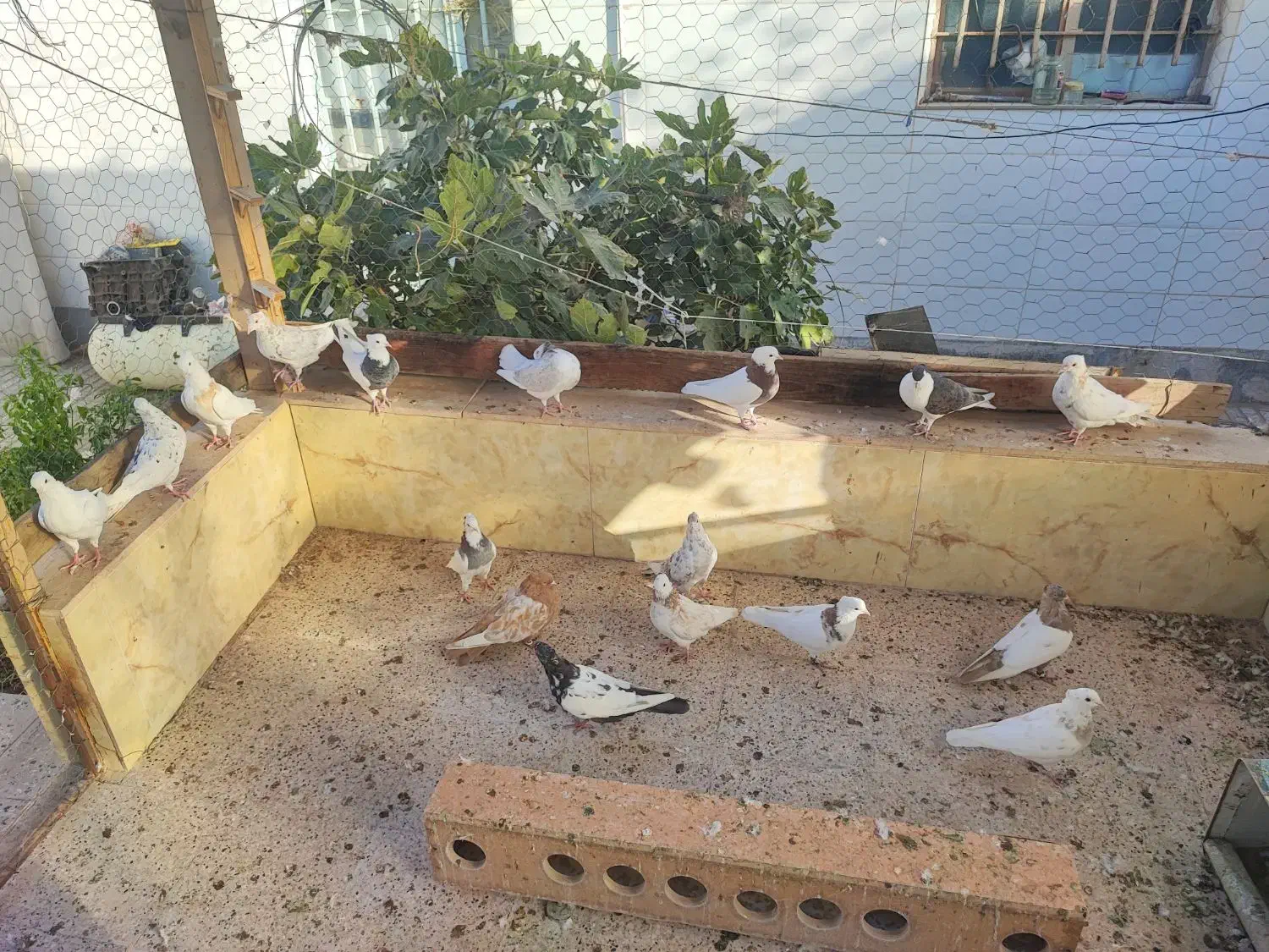 کفتر|پرنده|قائن, |دیوار