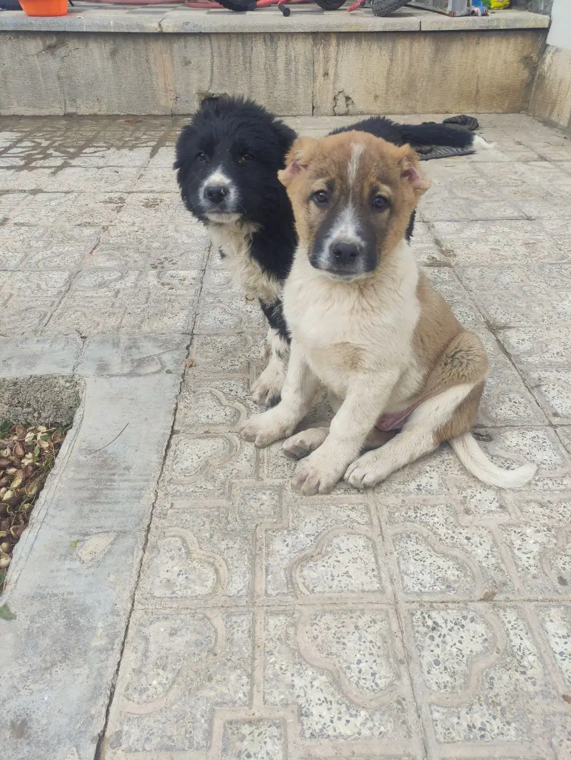 توله سگ قدرجونی|سگ|تیران, |دیوار