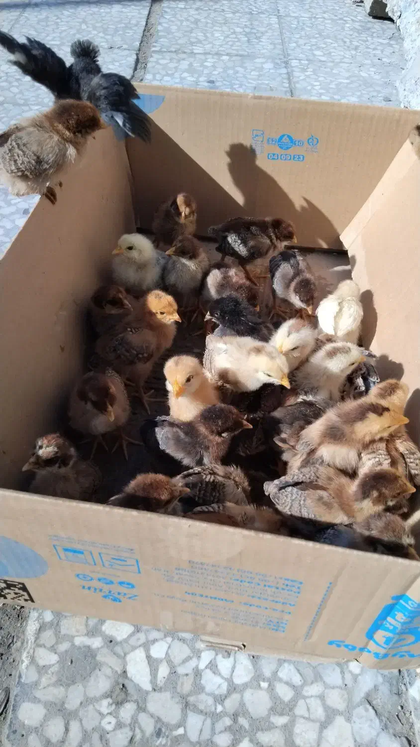 جوجه محلی|حیوانات مزرعه|مسجد سلیمان, |دیوار